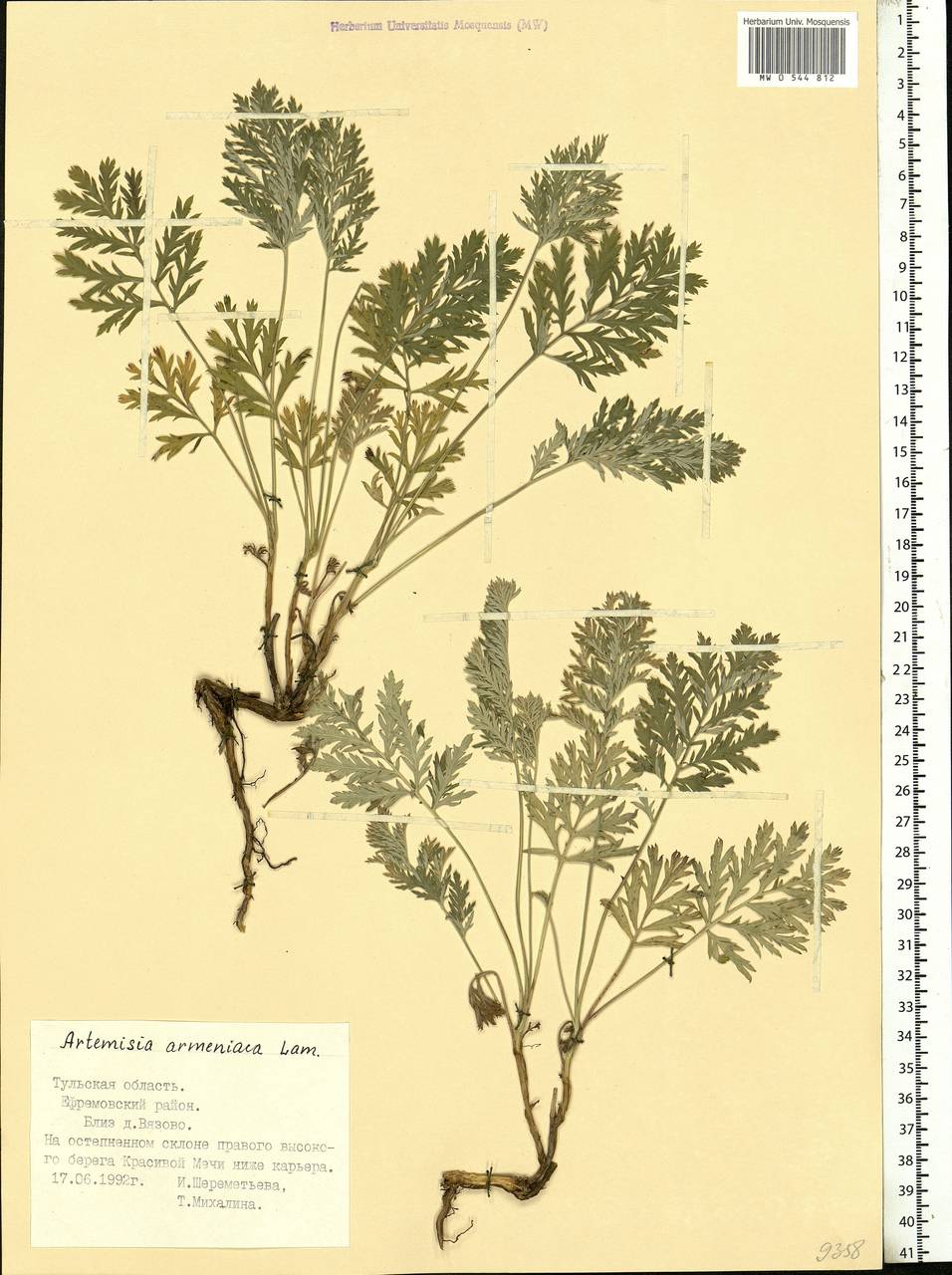 Artemisia armeniaca Lam., Eastern Europe, Central region (E4) (Russia)