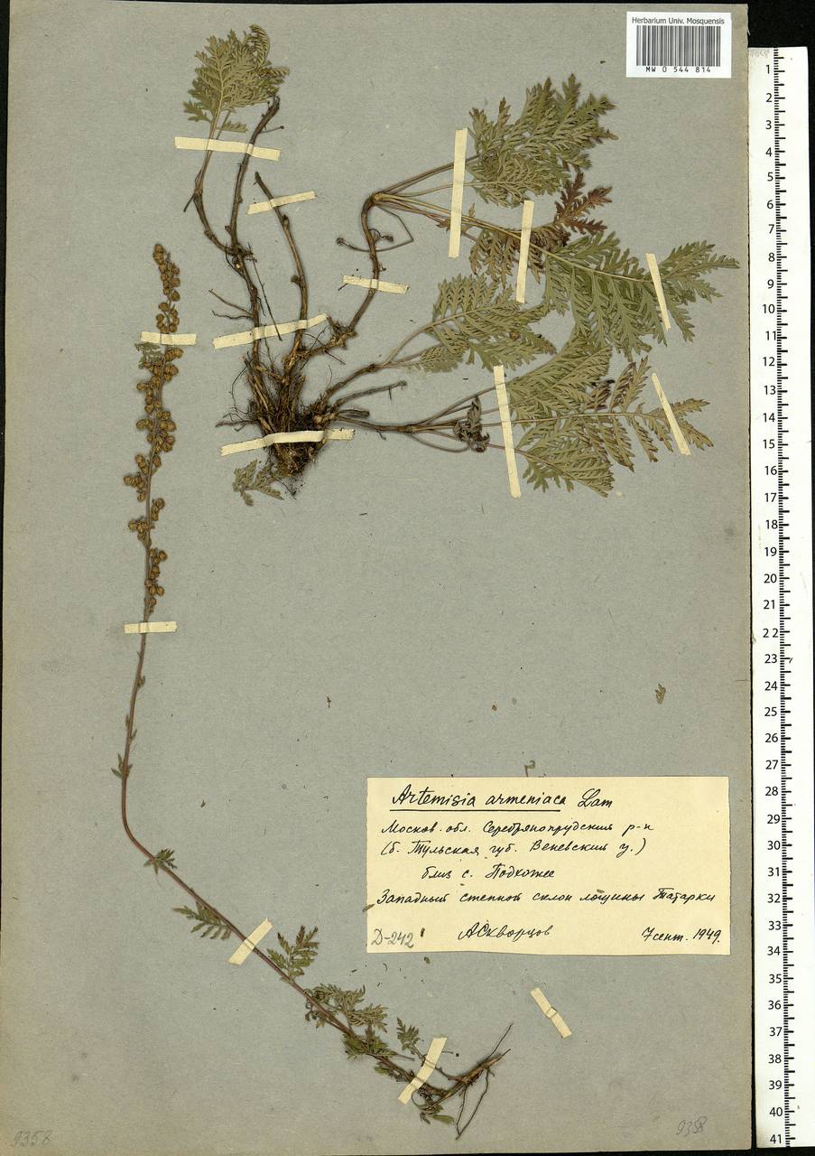 Artemisia armeniaca Lam., Eastern Europe, Moscow region (E4a) (Russia)