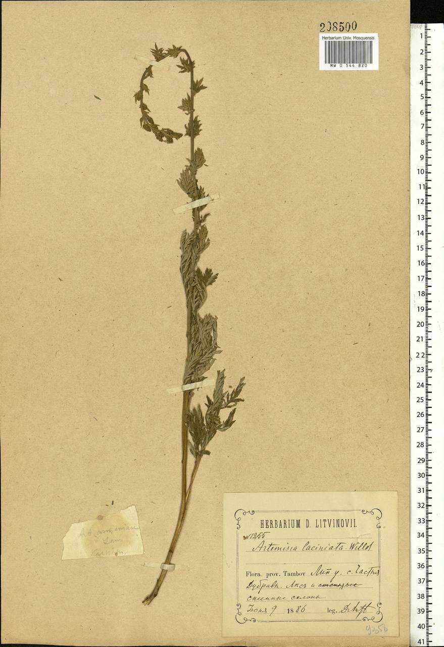 Artemisia armeniaca Lam., Eastern Europe, Central forest-and-steppe region (E6) (Russia)