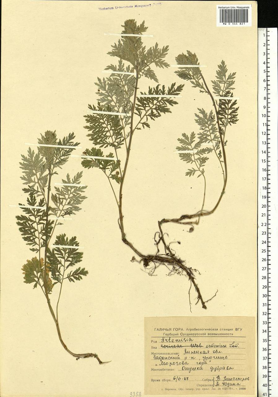 Artemisia armeniaca Lam., Eastern Europe, Central forest-and-steppe region (E6) (Russia)