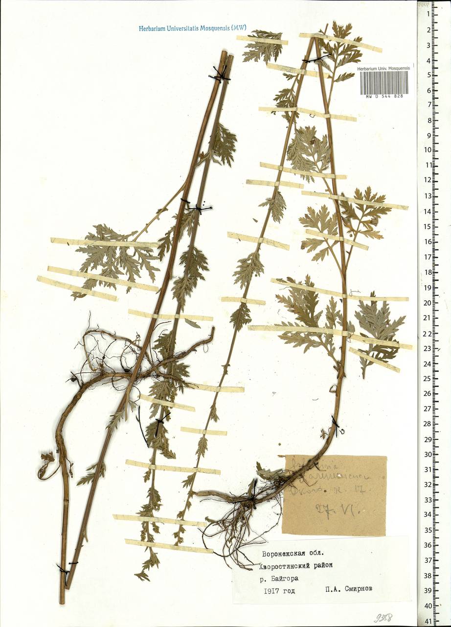 Artemisia armeniaca Lam., Eastern Europe, Central forest-and-steppe region (E6) (Russia)