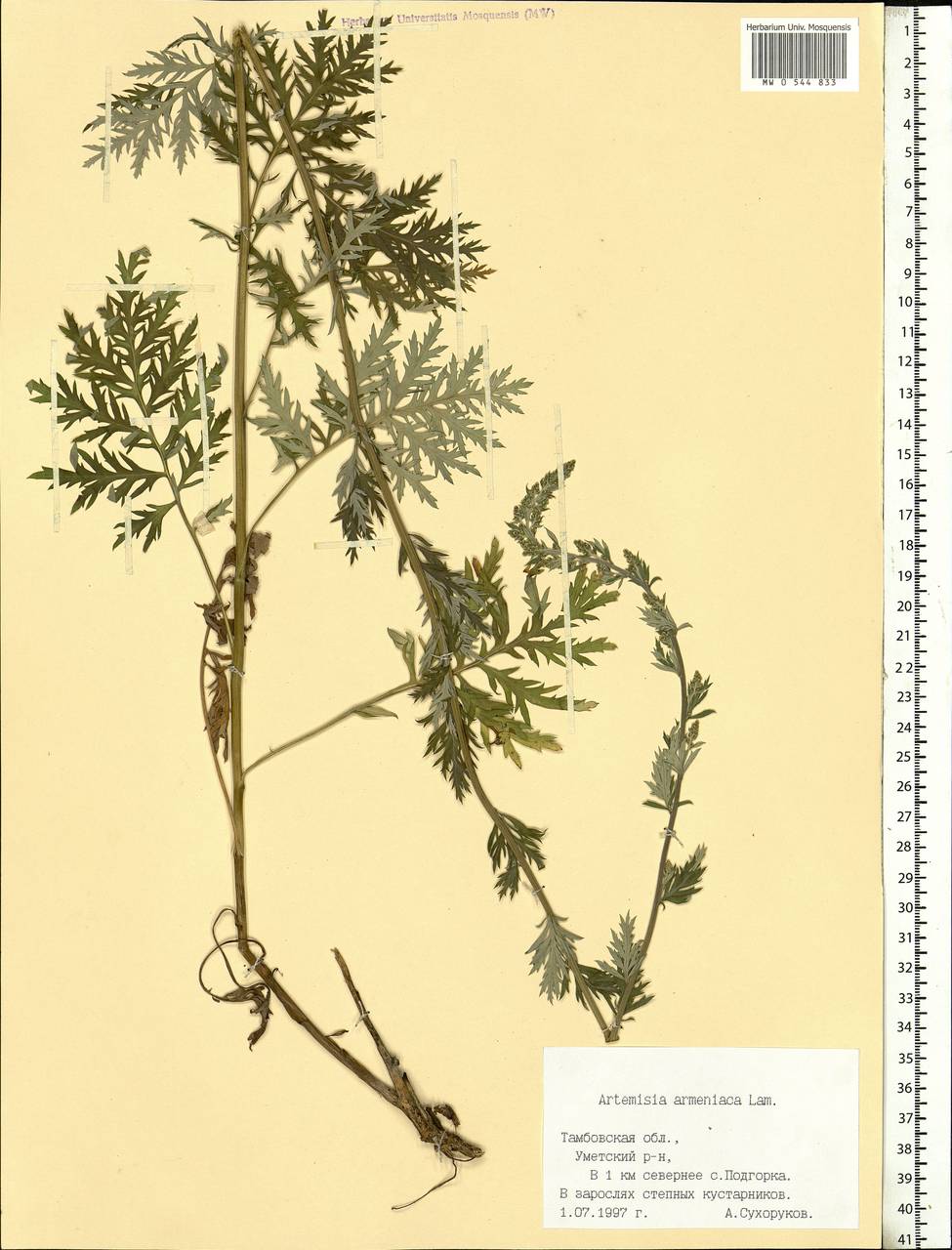 Artemisia armeniaca Lam., Eastern Europe, Central forest-and-steppe region (E6) (Russia)