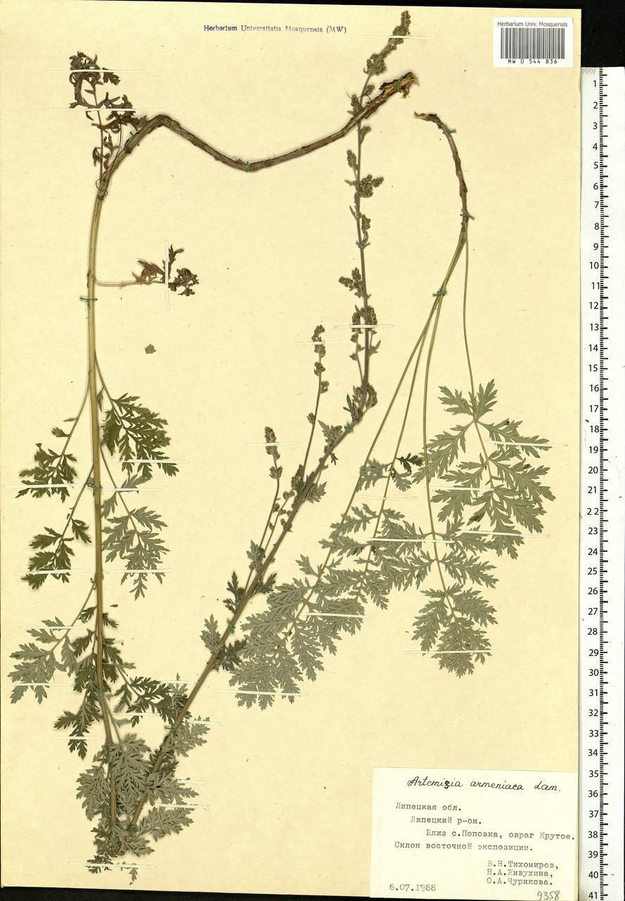 Artemisia armeniaca Lam., Eastern Europe, Central forest-and-steppe region (E6) (Russia)