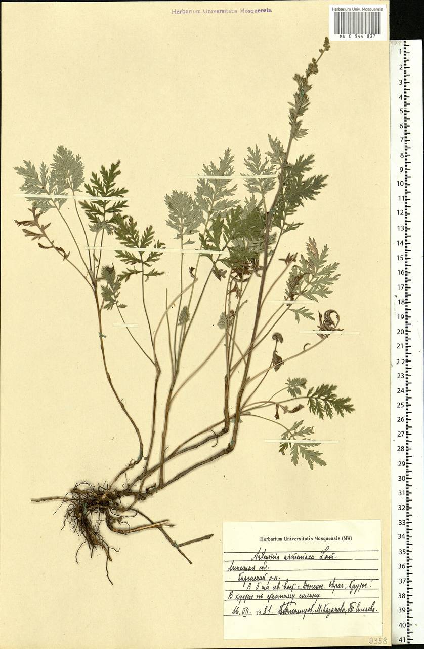 Artemisia armeniaca Lam., Eastern Europe, Central forest-and-steppe region (E6) (Russia)