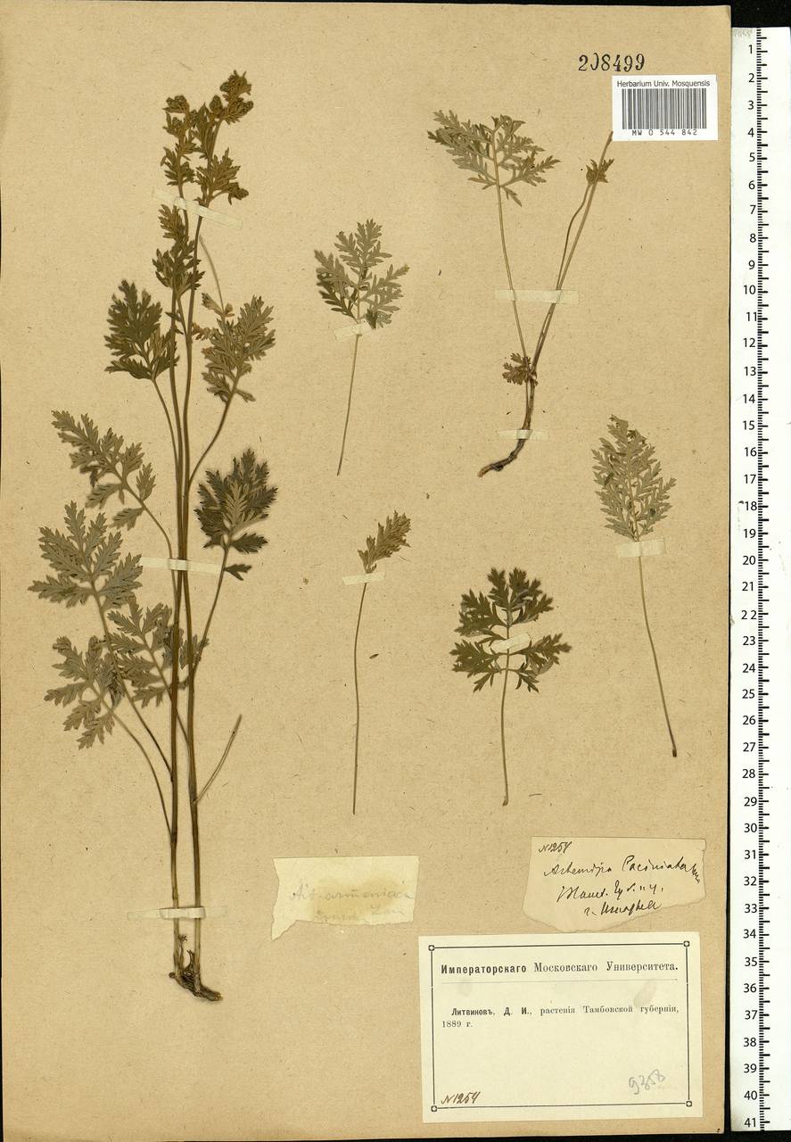 Artemisia armeniaca Lam., Eastern Europe, Central forest-and-steppe region (E6) (Russia)