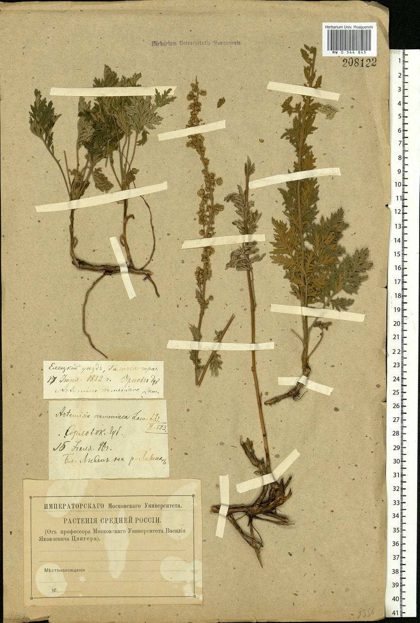 Artemisia armeniaca Lam., Eastern Europe, Central forest-and-steppe region (E6) (Russia)