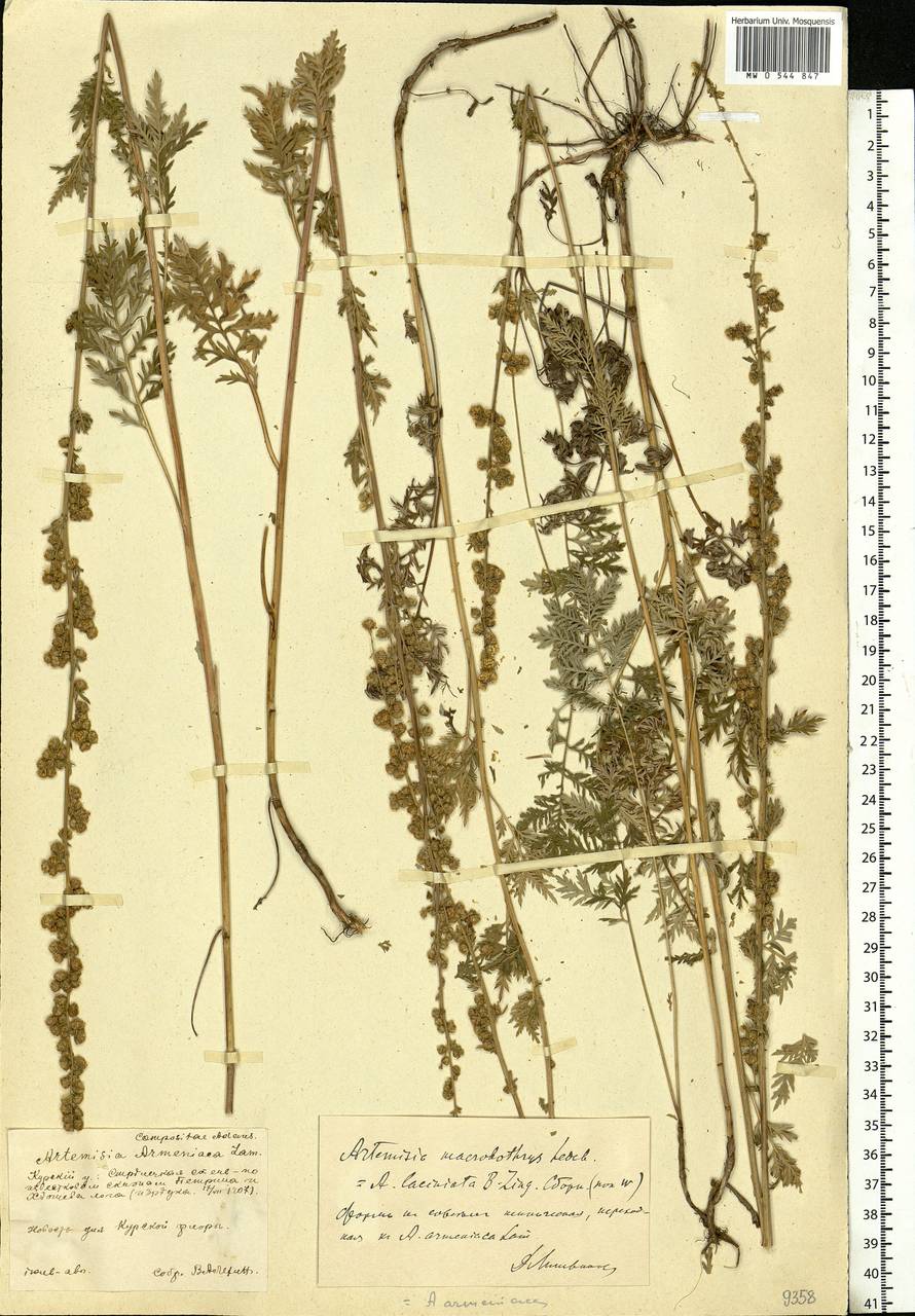 Artemisia armeniaca Lam., Eastern Europe, Central forest-and-steppe region (E6) (Russia)
