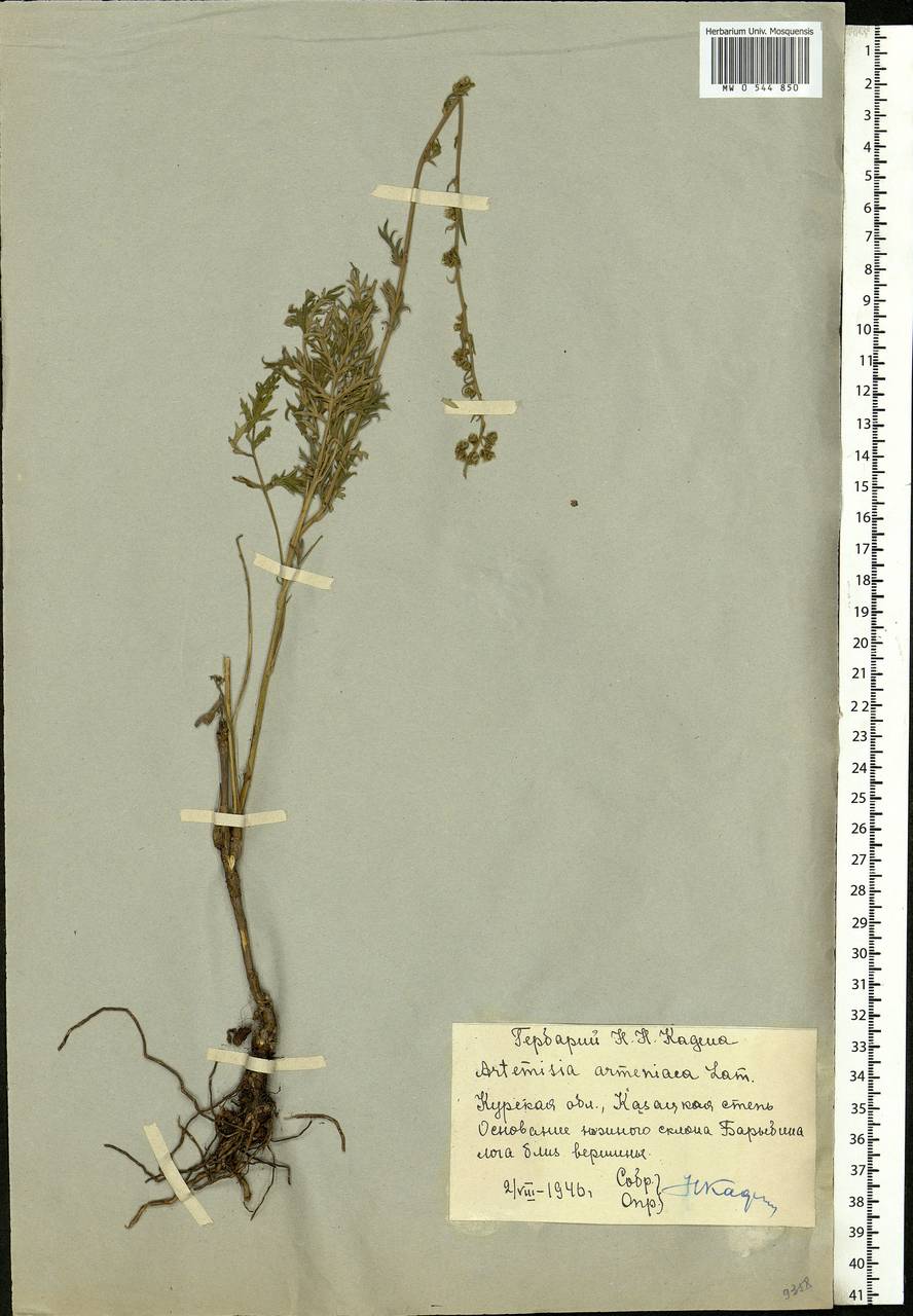 Artemisia armeniaca Lam., Eastern Europe, Central forest-and-steppe region (E6) (Russia)