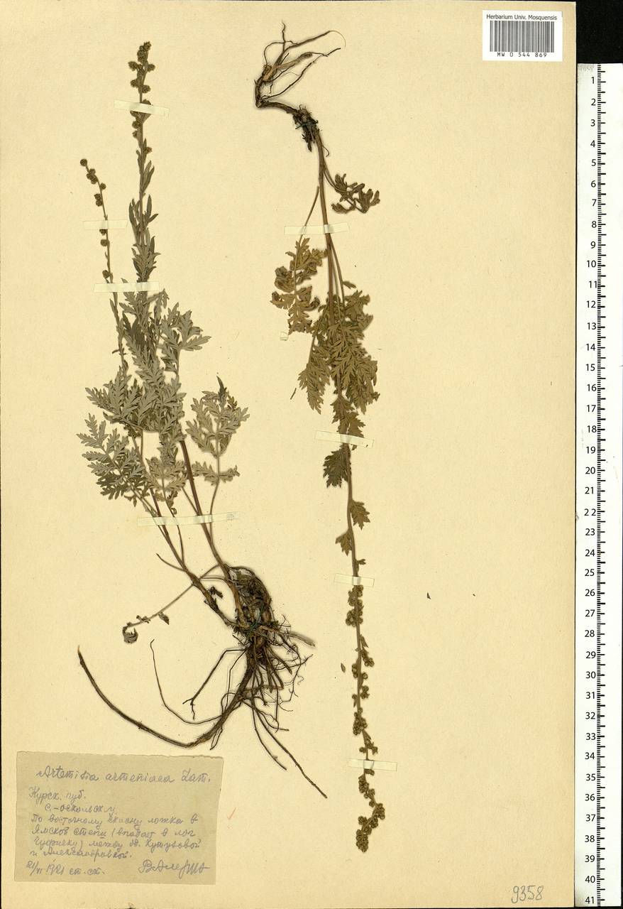Artemisia armeniaca Lam., Eastern Europe, Central forest-and-steppe region (E6) (Russia)