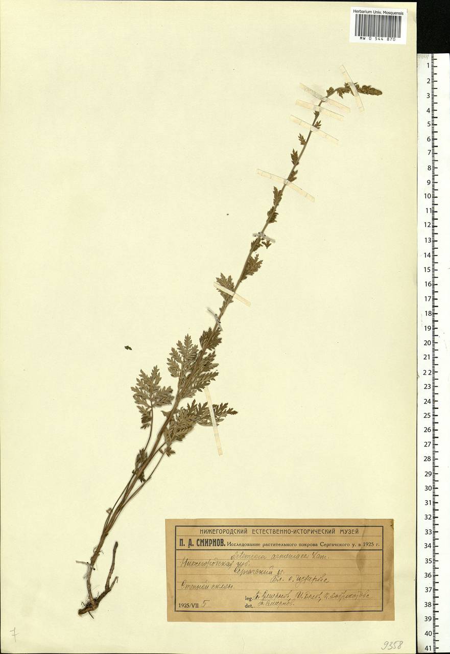Artemisia armeniaca Lam., Eastern Europe, Volga-Kama region (E7) (Russia)