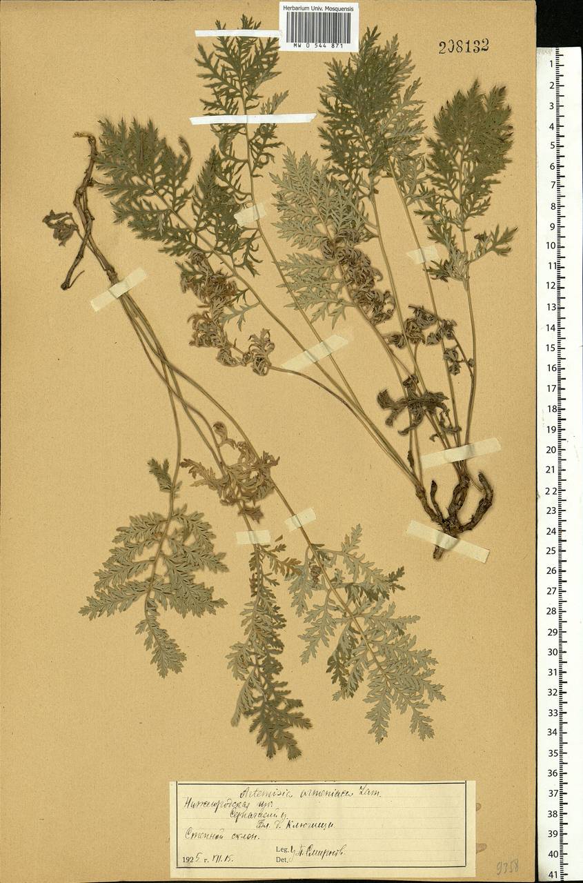 Artemisia armeniaca Lam., Eastern Europe, Volga-Kama region (E7) (Russia)