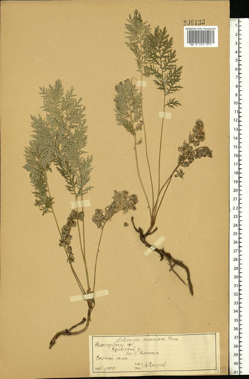 Artemisia armeniaca Lam., Eastern Europe, Volga-Kama region (E7) (Russia)