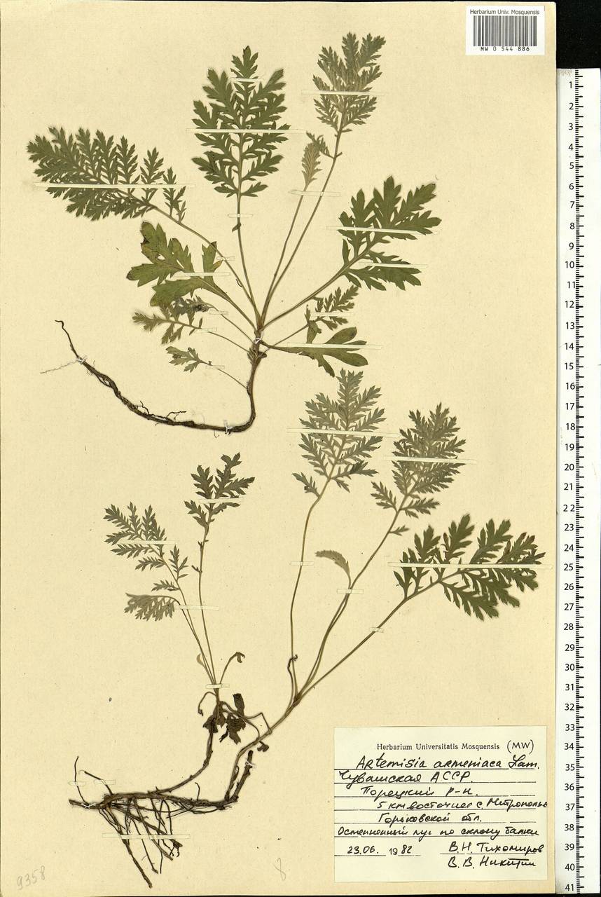 Artemisia armeniaca Lam., Eastern Europe, Middle Volga region (E8) (Russia)