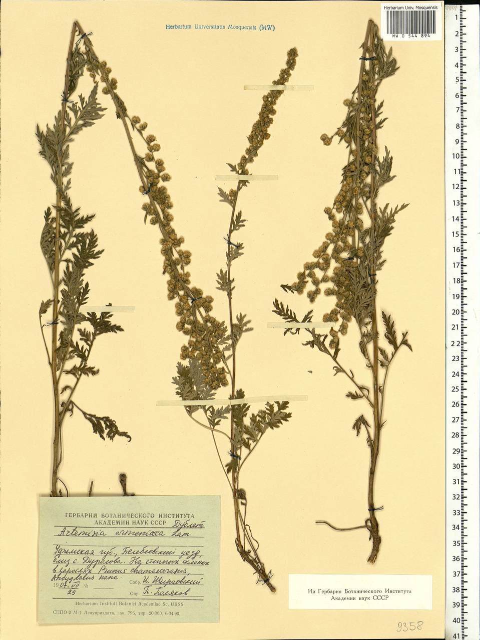 Artemisia armeniaca Lam., Eastern Europe, Eastern region (E10) (Russia)