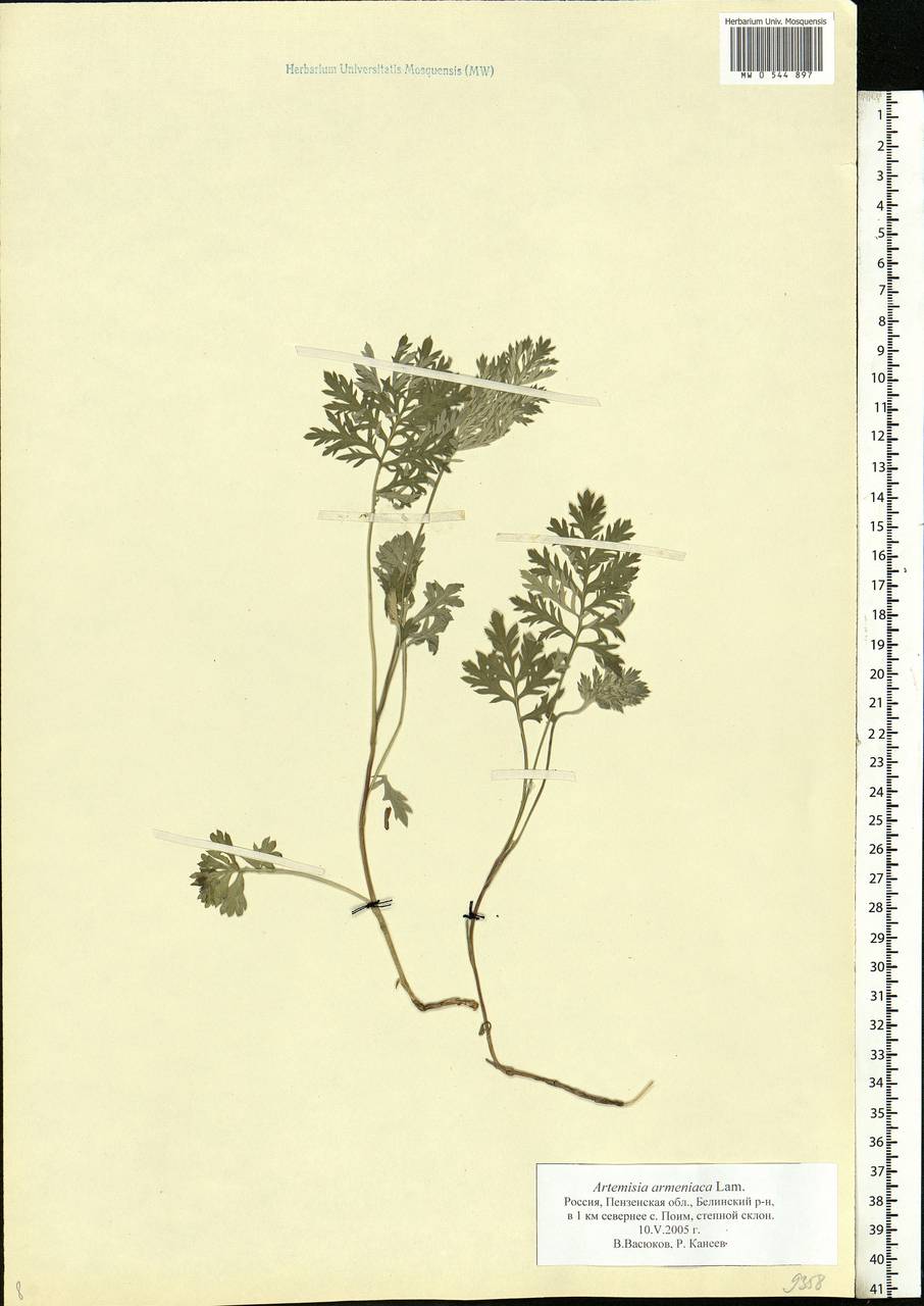 Artemisia armeniaca Lam., Eastern Europe, Middle Volga region (E8) (Russia)