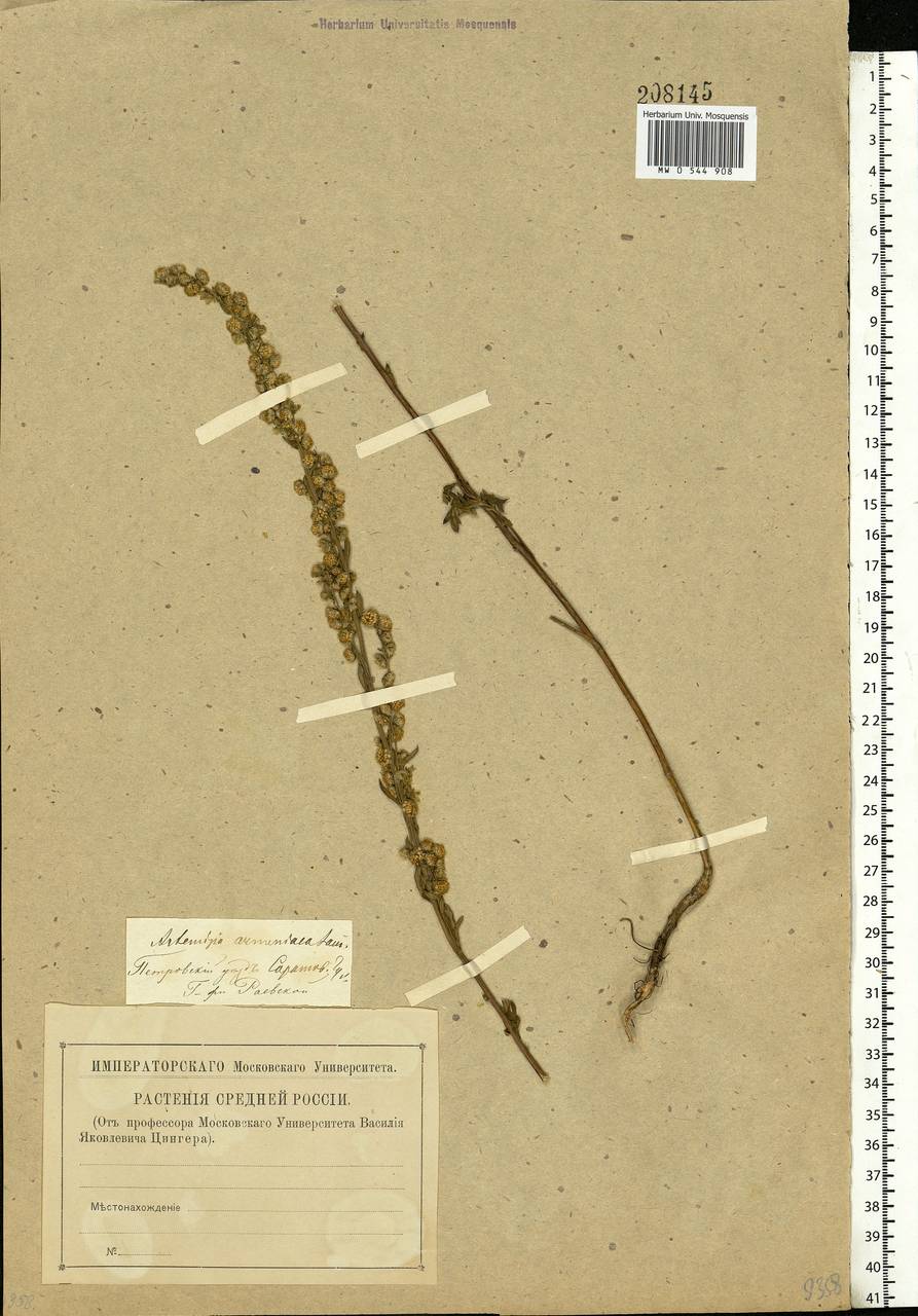 Artemisia armeniaca Lam., Eastern Europe, Middle Volga region (E8) (Russia)