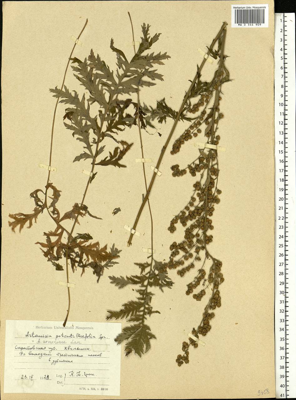 Artemisia armeniaca Lam., Eastern Europe, Lower Volga region (E9) (Russia)