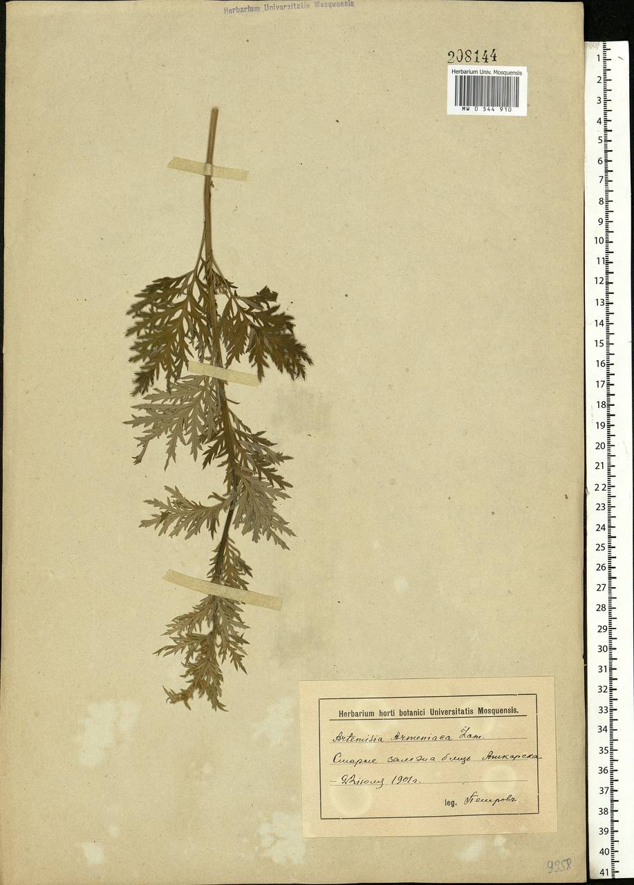 Artemisia armeniaca Lam., Eastern Europe, Lower Volga region (E9) (Russia)