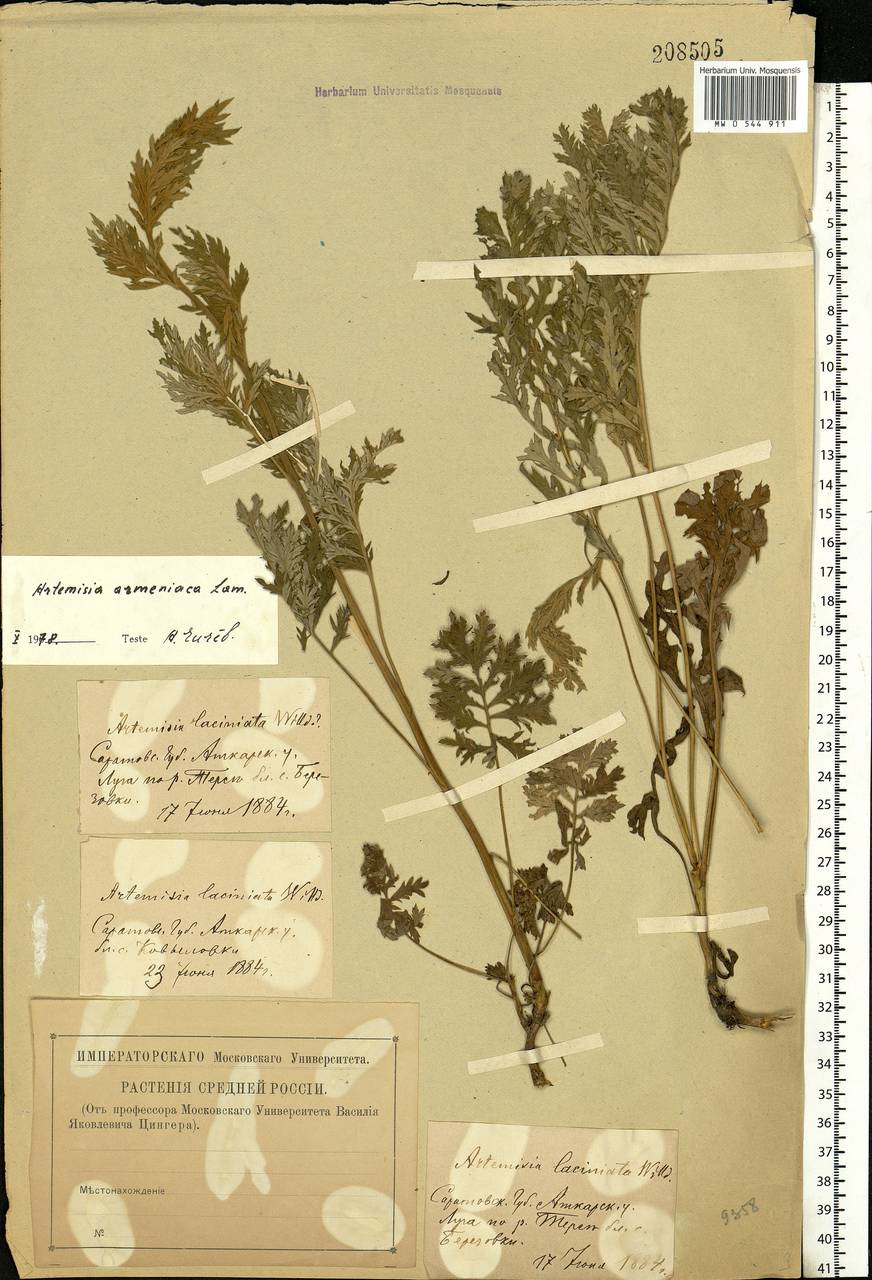 Artemisia armeniaca Lam., Eastern Europe, Lower Volga region (E9) (Russia)