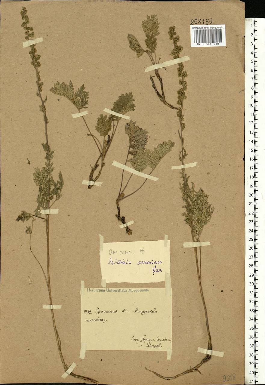 Artemisia armeniaca Lam., Eastern Europe, Eastern region (E10) (Russia)