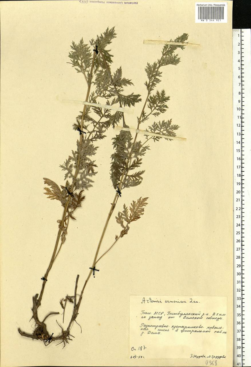 Artemisia armeniaca Lam., Eastern Europe, Eastern region (E10) (Russia)