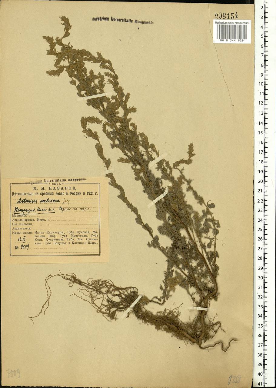 Artemisia austriaca Jacq., Eastern Europe, North-Western region (E2) (Russia)