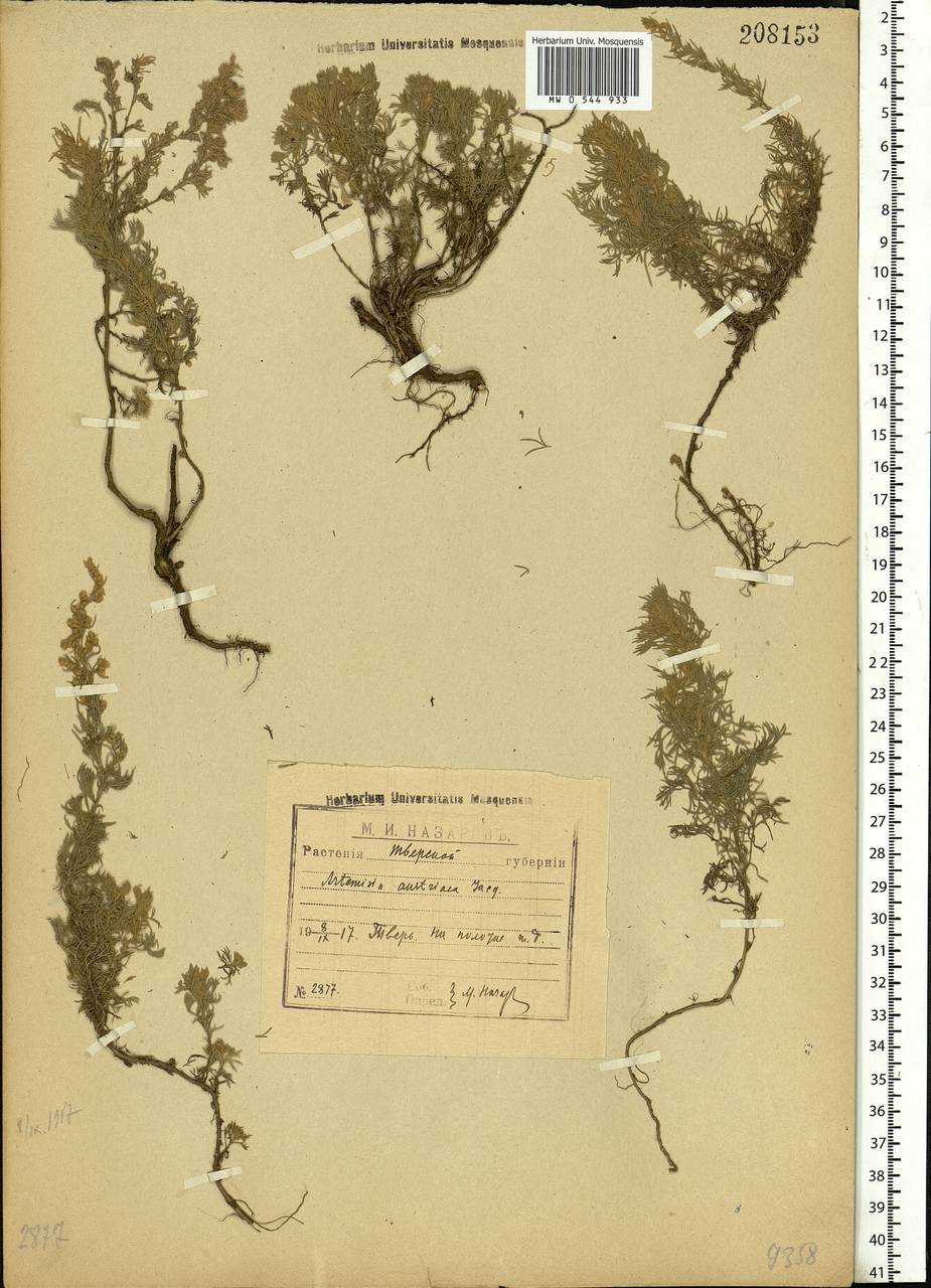 Artemisia austriaca Jacq., Eastern Europe, North-Western region (E2) (Russia)