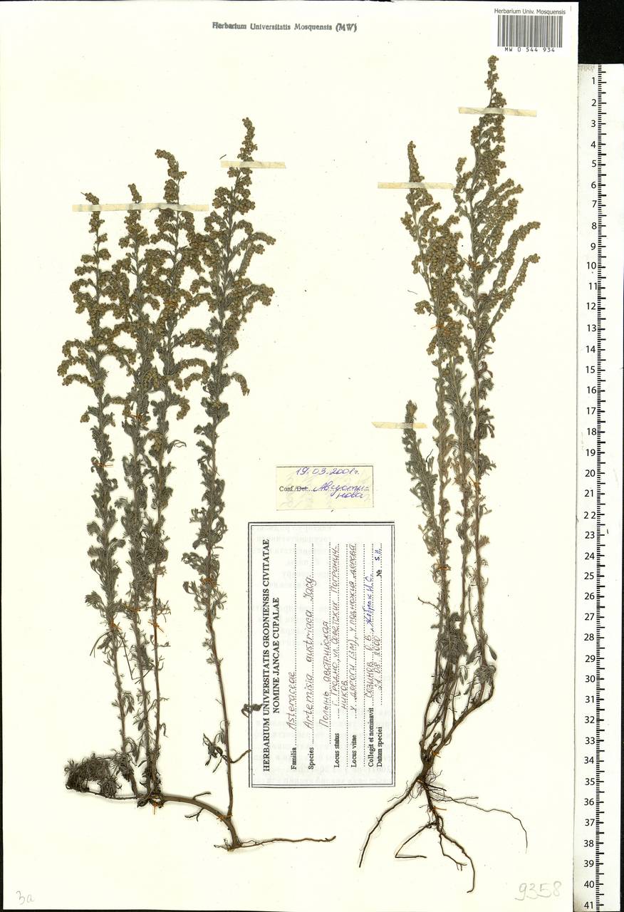 Artemisia austriaca Jacq., Eastern Europe, Belarus (E3a) (Belarus)