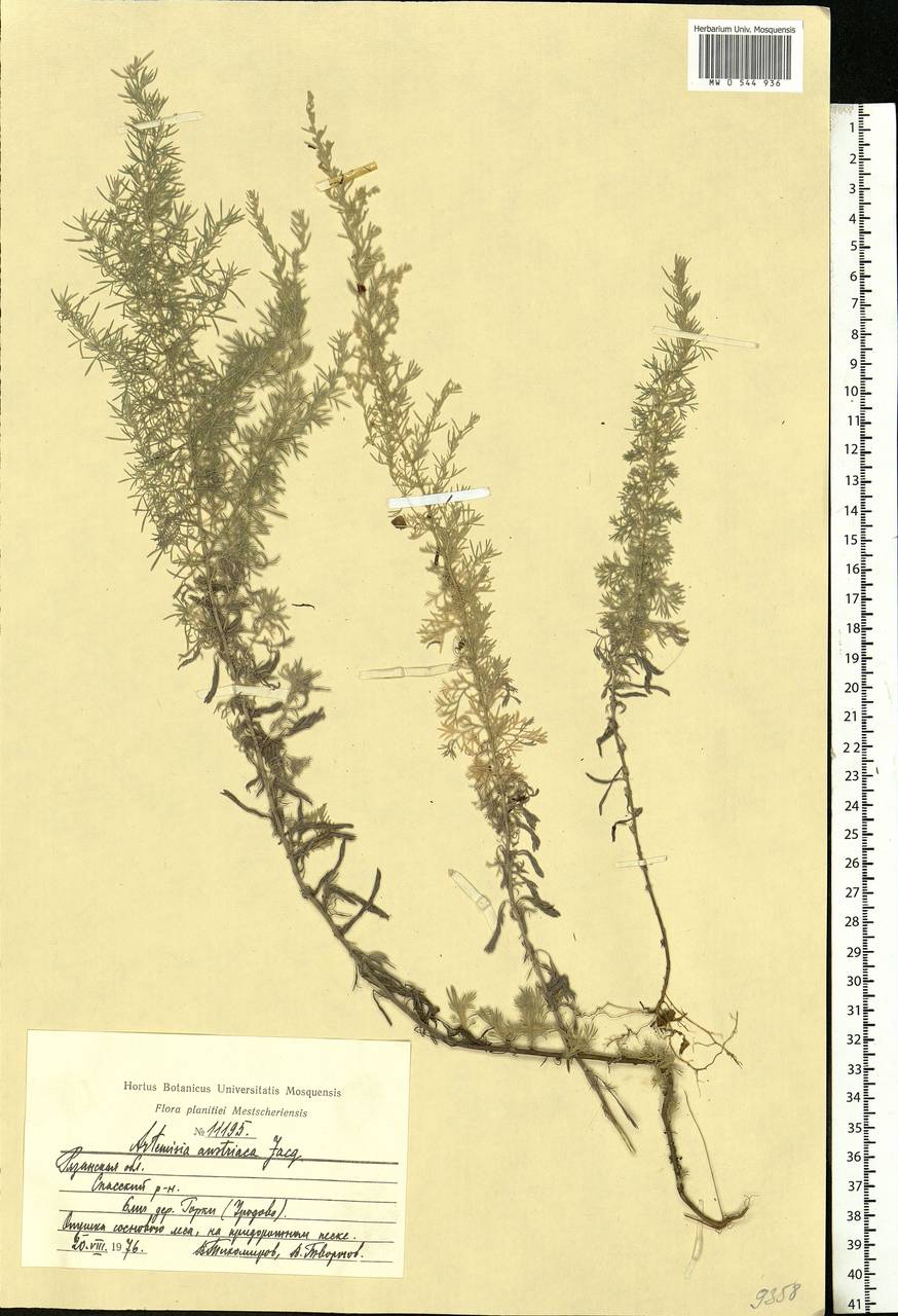 Artemisia austriaca Jacq., Eastern Europe, Central region (E4) (Russia)
