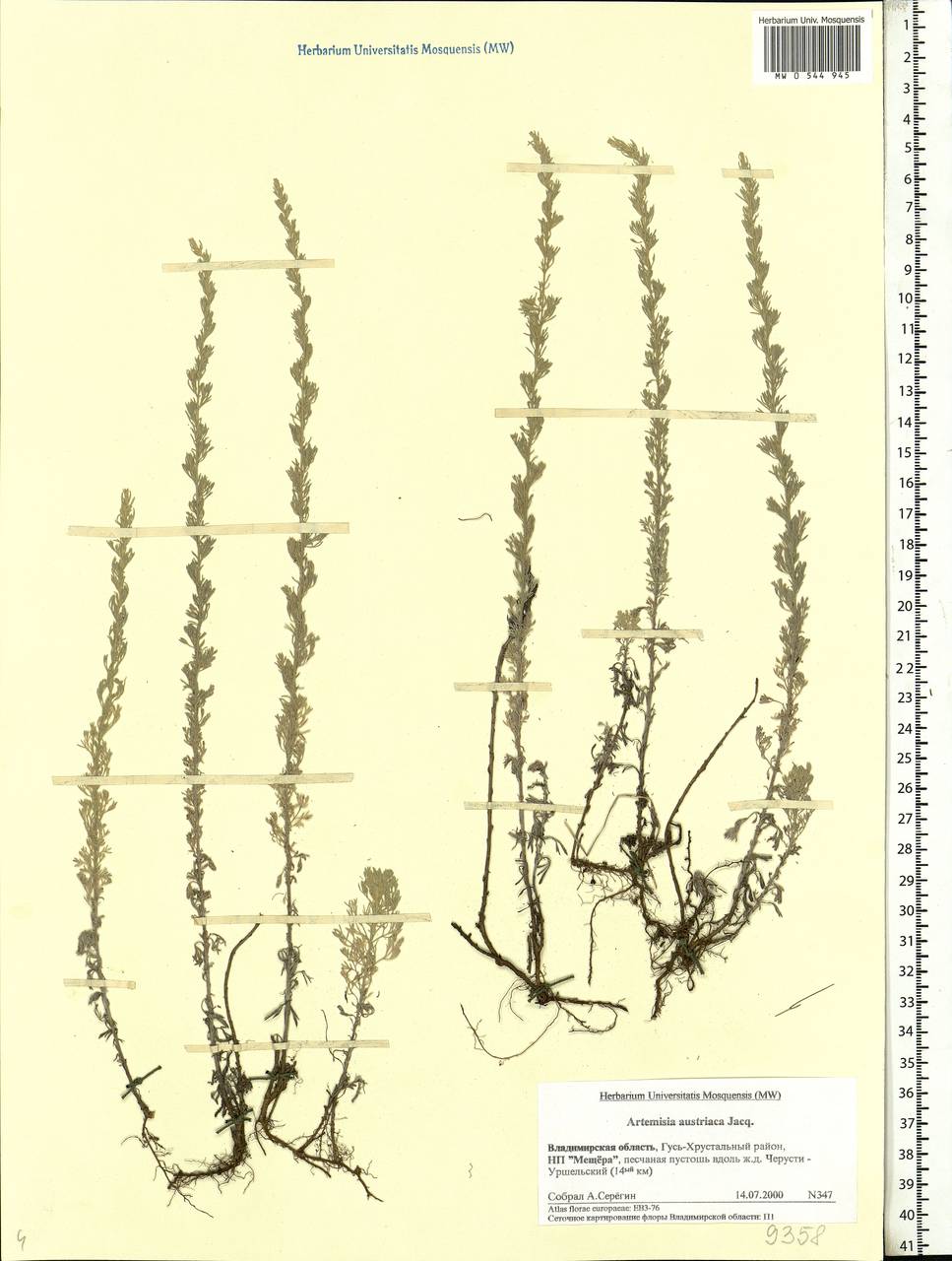 Artemisia austriaca Jacq., Eastern Europe, Central region (E4) (Russia)