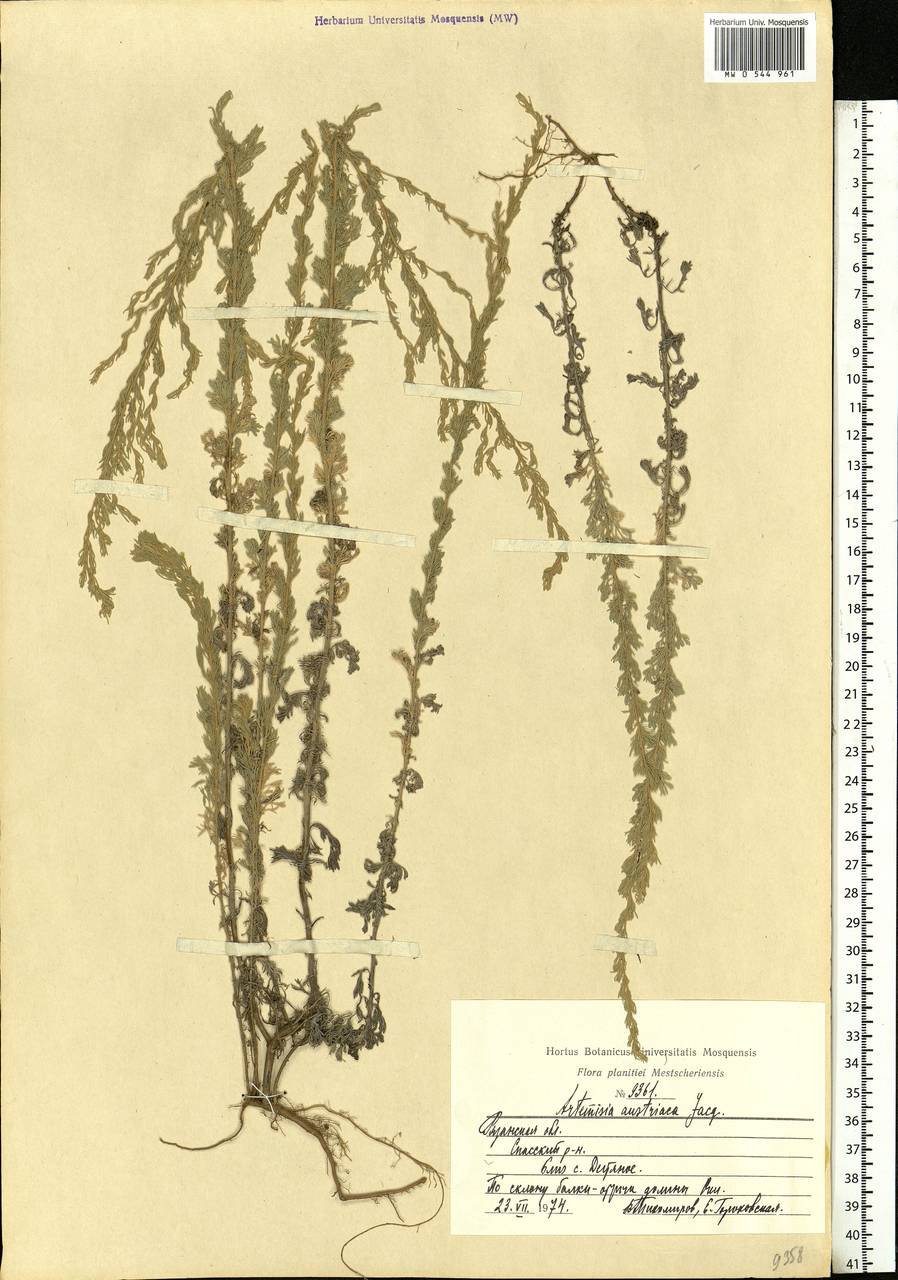 Artemisia austriaca Jacq., Eastern Europe, Central region (E4) (Russia)