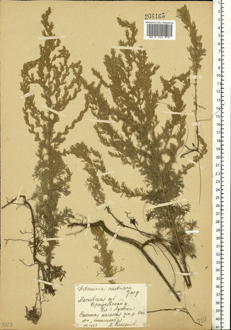 Artemisia austriaca Jacq., Eastern Europe, Moscow region (E4a) (Russia)