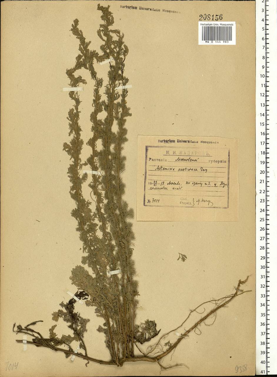 Artemisia austriaca Jacq., Eastern Europe, Moscow region (E4a) (Russia)