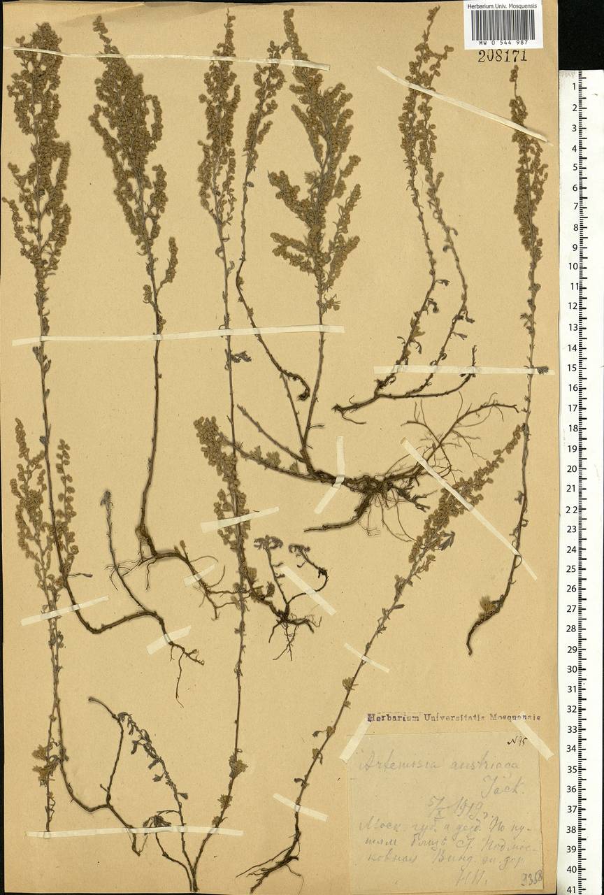 Artemisia austriaca Jacq., Eastern Europe, Moscow region (E4a) (Russia)