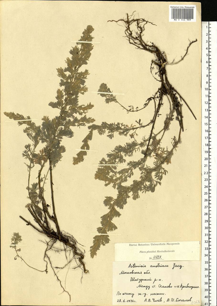 Artemisia austriaca Jacq., Eastern Europe, Moscow region (E4a) (Russia)