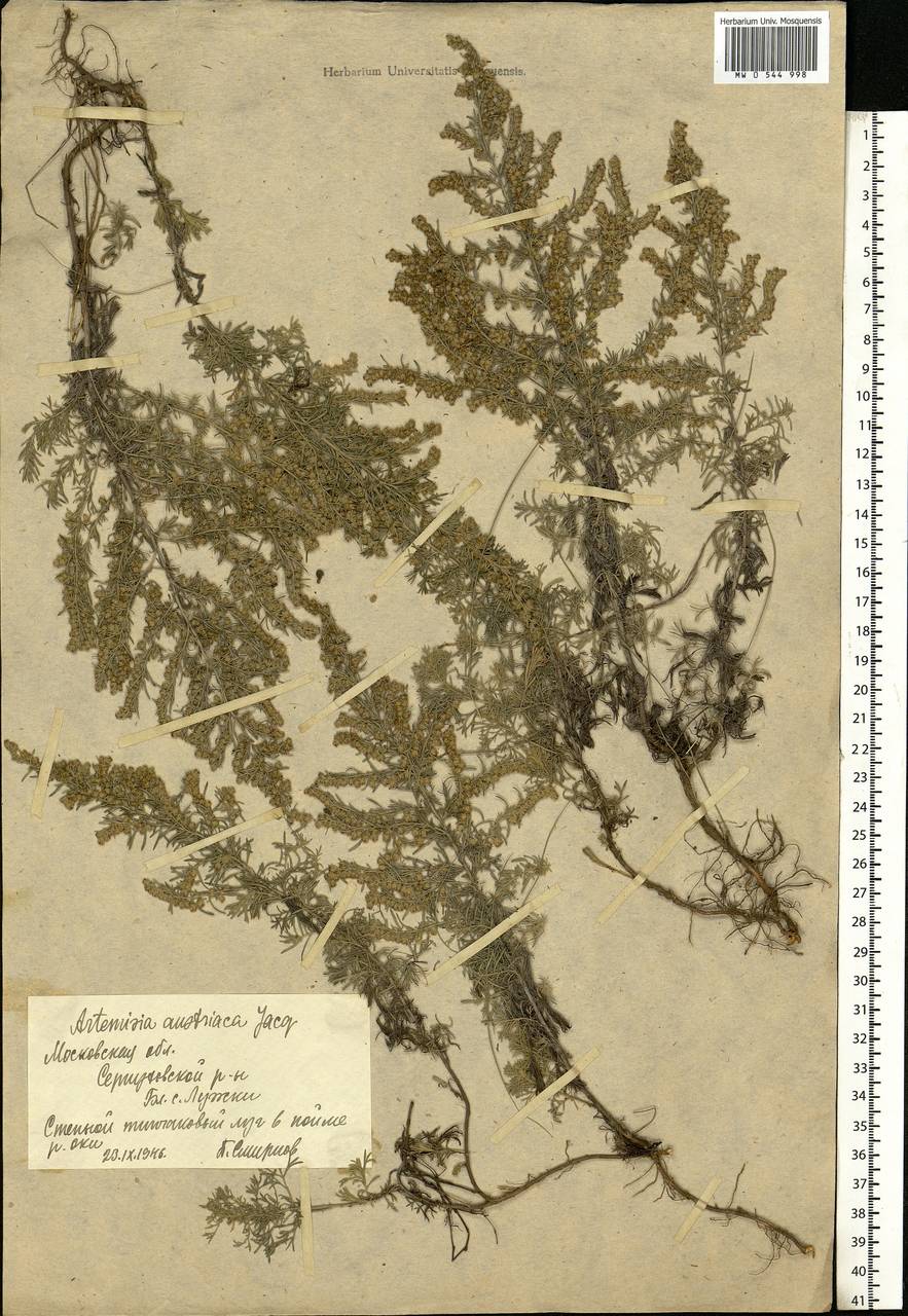 Artemisia austriaca Jacq., Eastern Europe, Moscow region (E4a) (Russia)