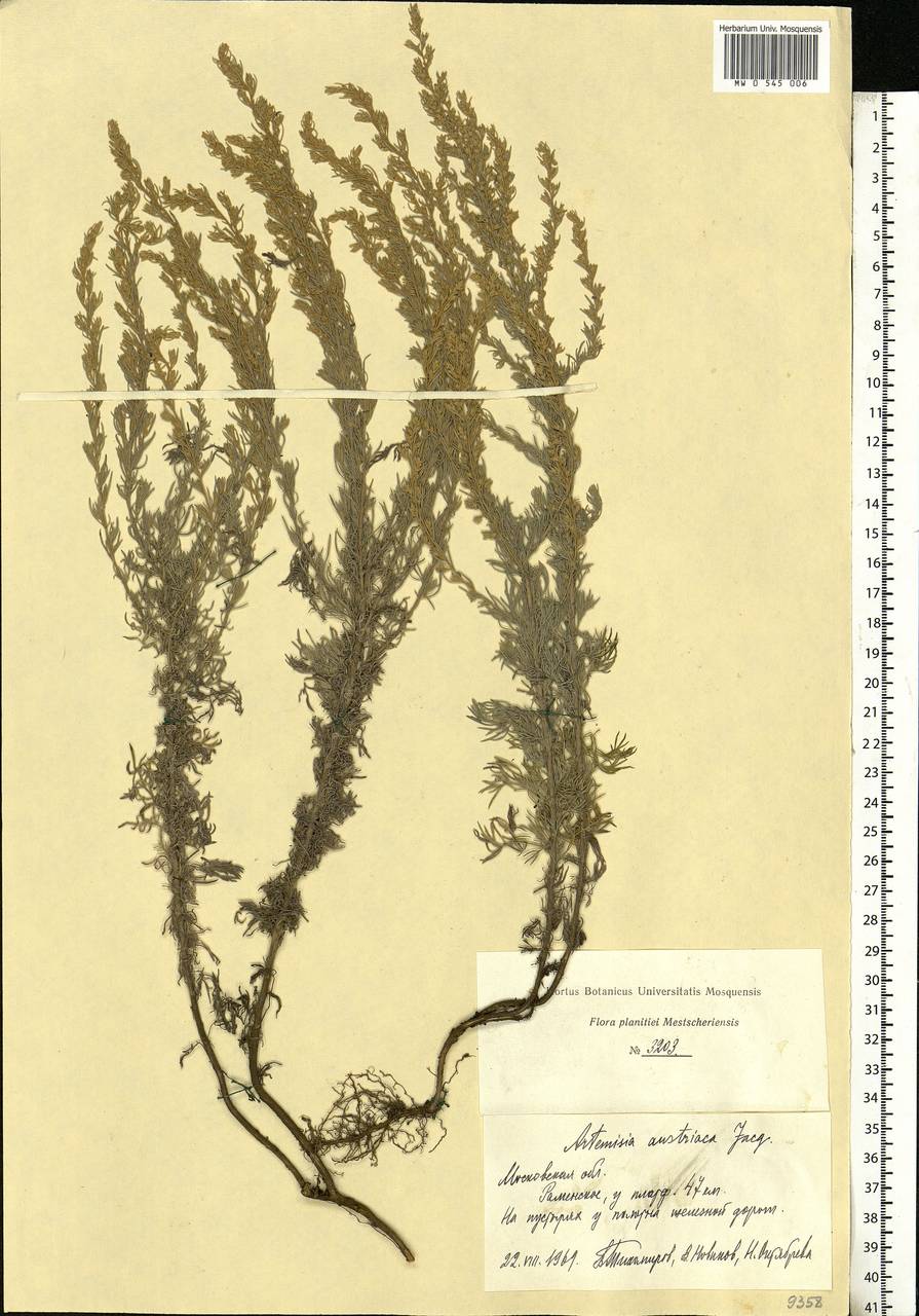 Artemisia austriaca Jacq., Eastern Europe, Moscow region (E4a) (Russia)
