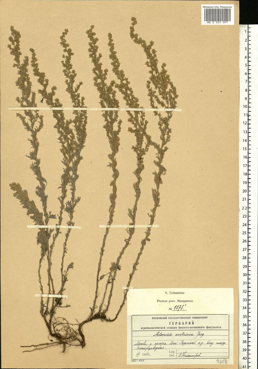 Artemisia austriaca Jacq., Eastern Europe, Moscow region (E4a) (Russia)