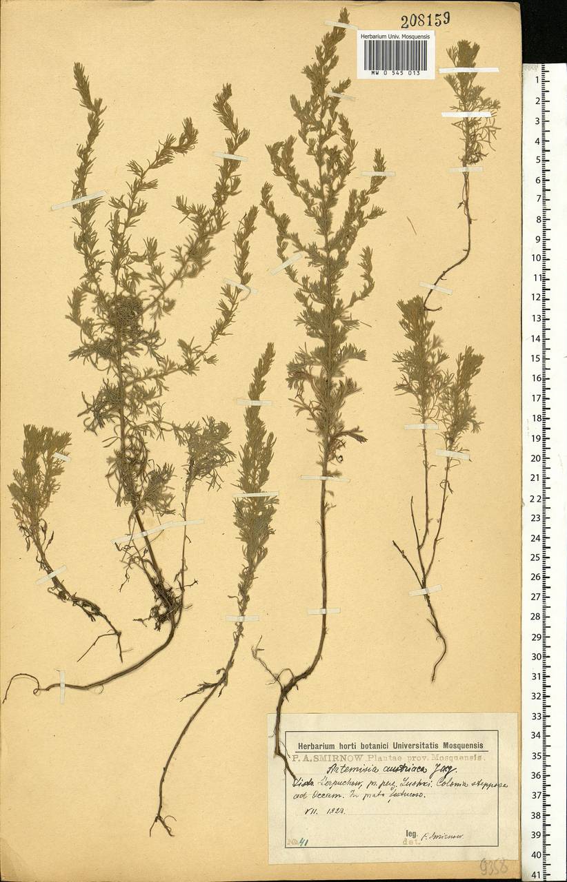 Artemisia austriaca Jacq., Eastern Europe, Moscow region (E4a) (Russia)