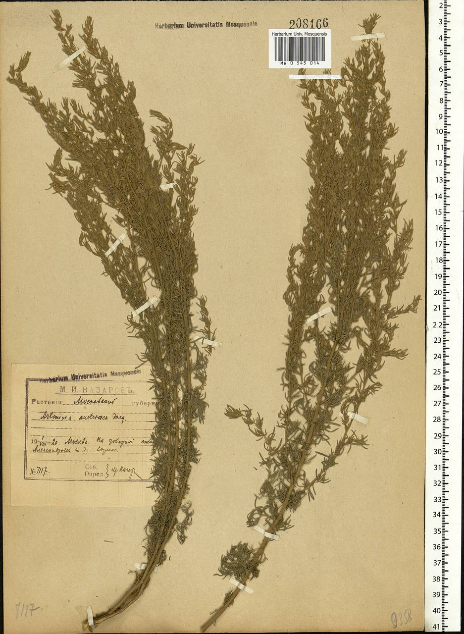 Artemisia austriaca Jacq., Eastern Europe, Moscow region (E4a) (Russia)