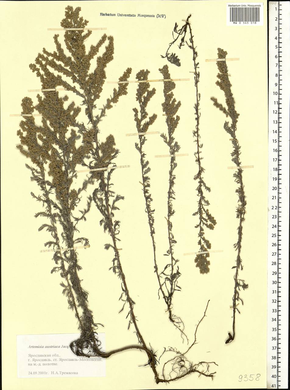 Artemisia austriaca Jacq., Eastern Europe, Central forest region (E5) (Russia)