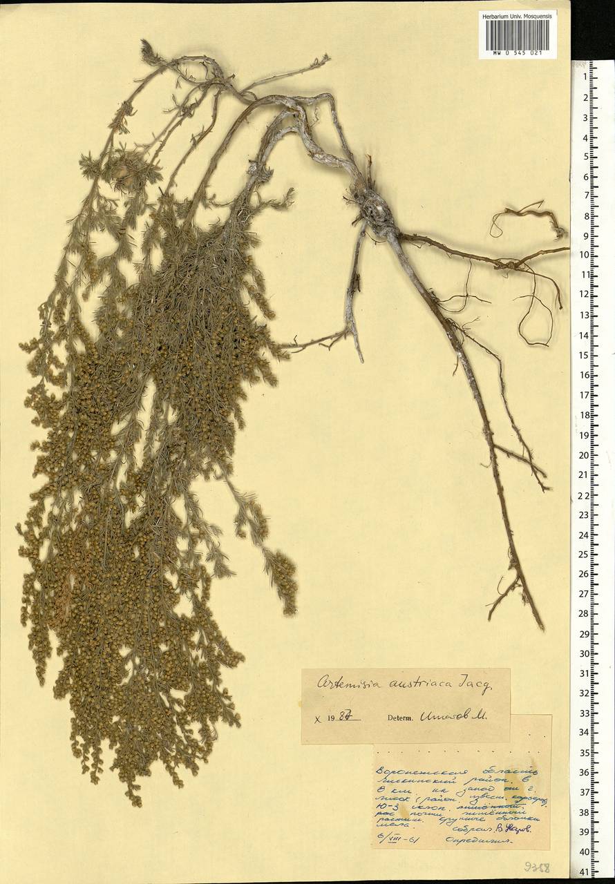 Artemisia austriaca Jacq., Eastern Europe, Central forest-and-steppe region (E6) (Russia)