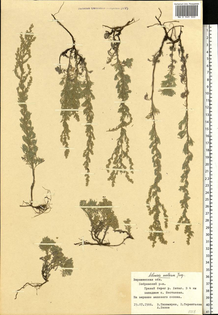 Artemisia austriaca Jacq., Eastern Europe, Central forest-and-steppe region (E6) (Russia)