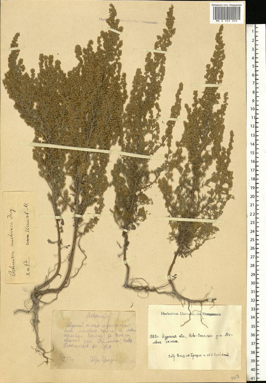 Artemisia austriaca Jacq., Eastern Europe, Central forest-and-steppe region (E6) (Russia)