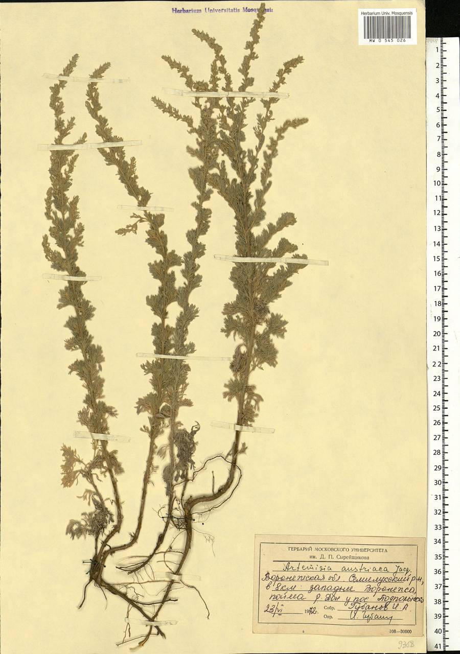 Artemisia austriaca Jacq., Eastern Europe, Central forest-and-steppe region (E6) (Russia)