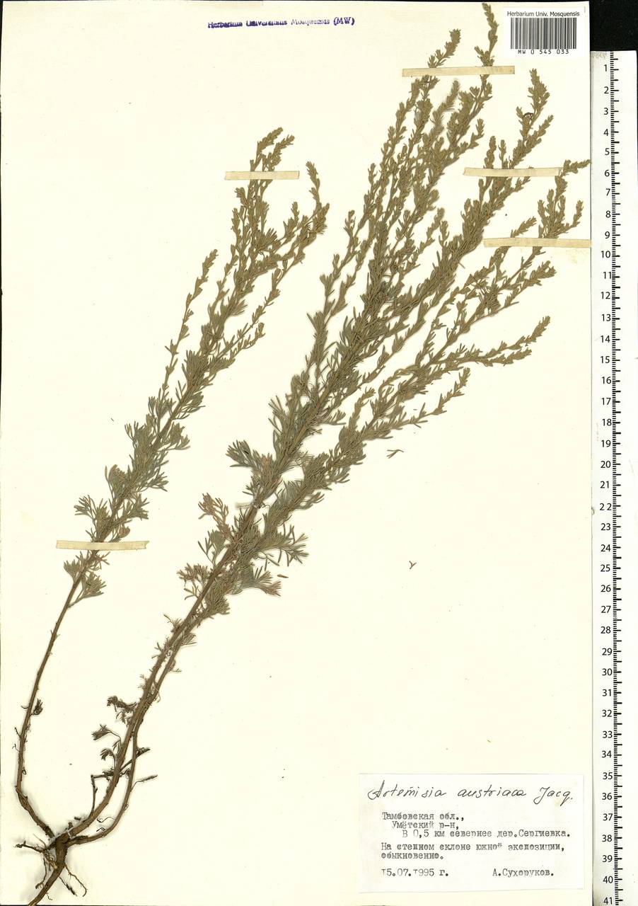 Artemisia austriaca Jacq., Eastern Europe, Central forest-and-steppe region (E6) (Russia)