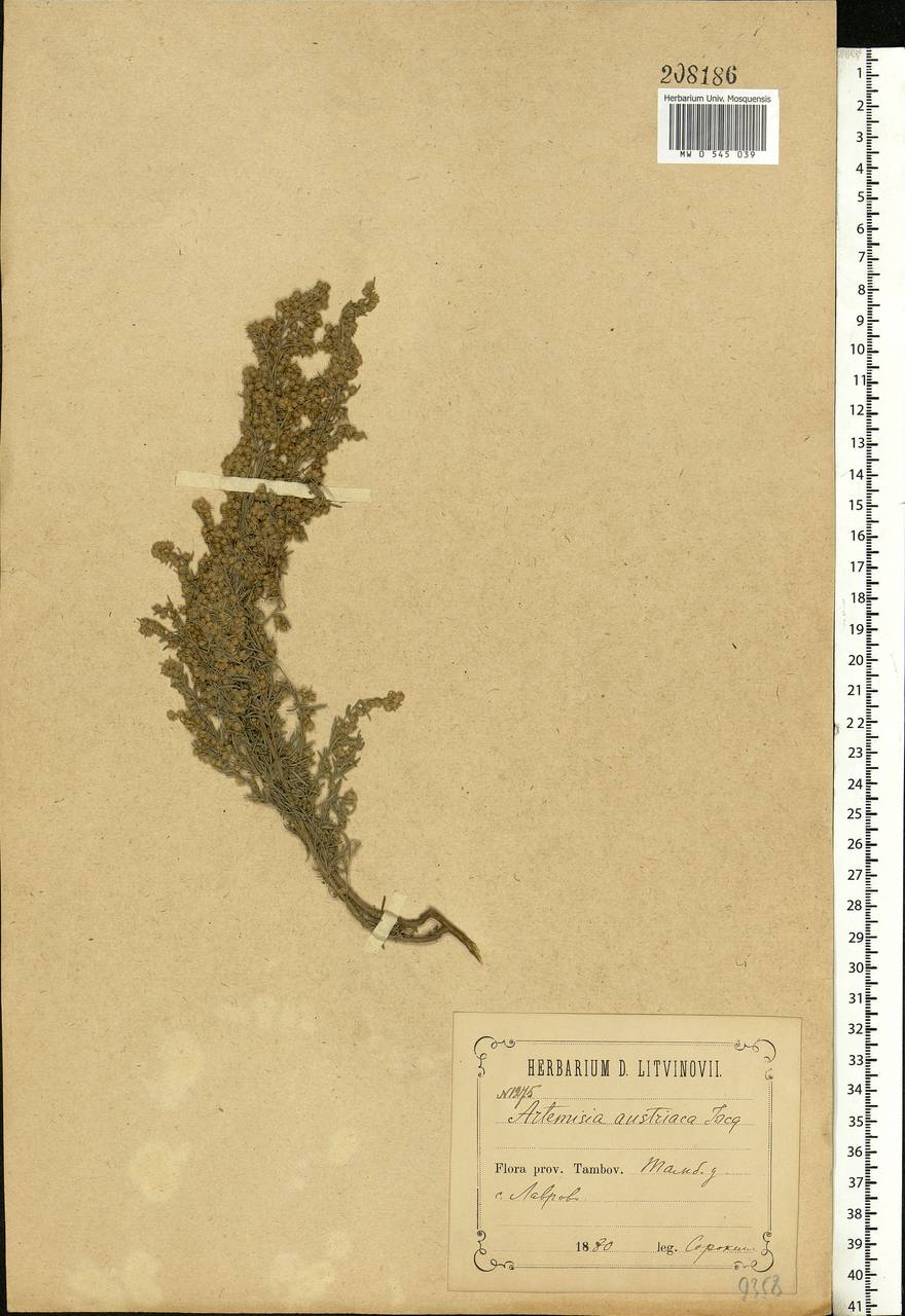 Artemisia austriaca Jacq., Eastern Europe, Central forest-and-steppe region (E6) (Russia)