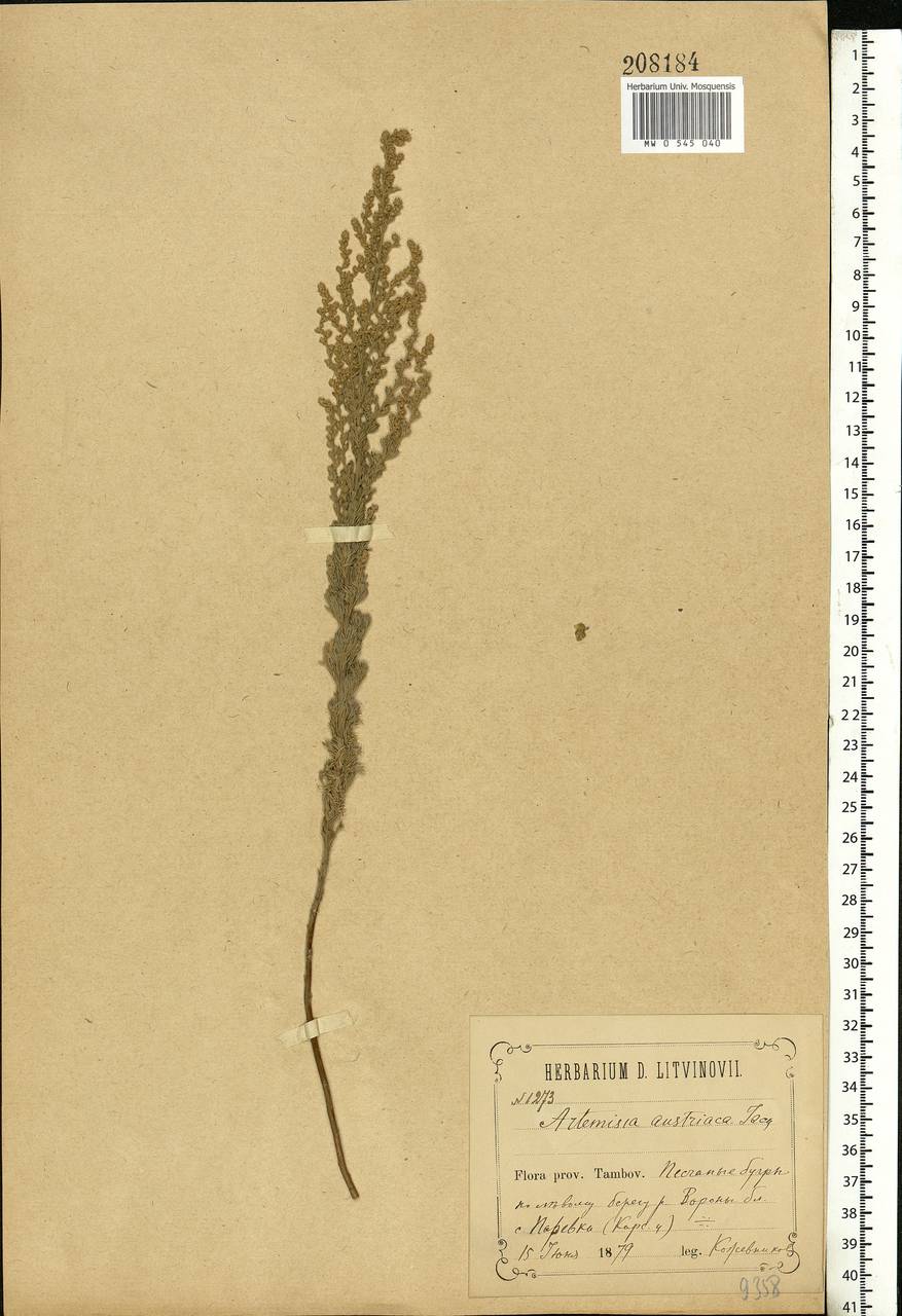 Artemisia austriaca Jacq., Eastern Europe, Central forest-and-steppe region (E6) (Russia)