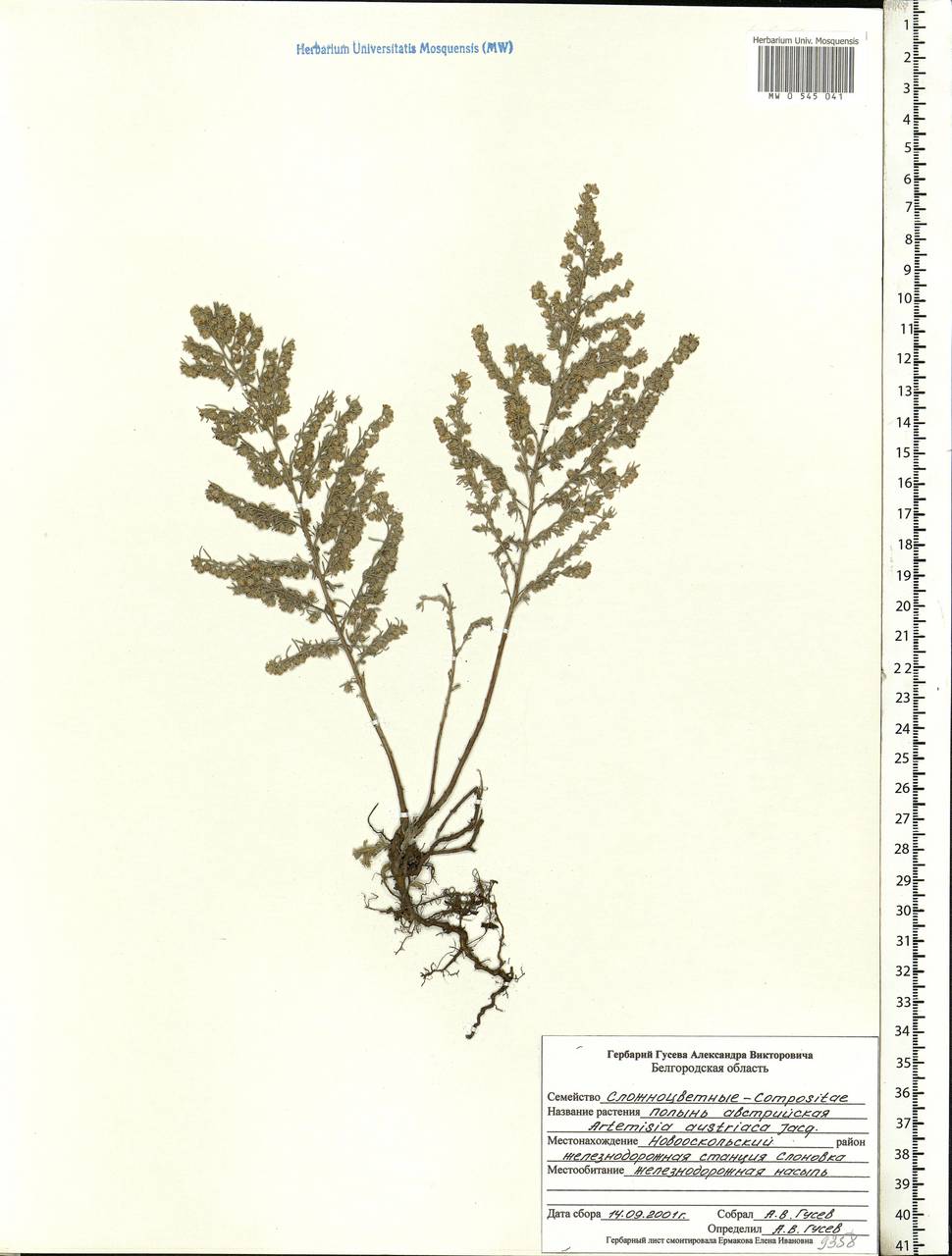 Artemisia austriaca Jacq., Eastern Europe, Central forest-and-steppe region (E6) (Russia)