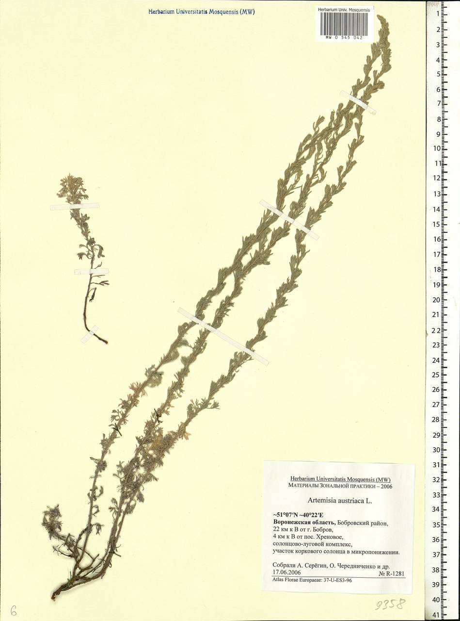 Artemisia austriaca Jacq., Eastern Europe, Central forest-and-steppe region (E6) (Russia)